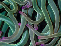 Carnivores: anemones